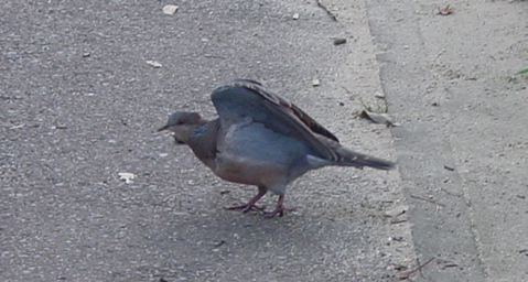 ウォーキング鳩と散歩_f0024376_16265051.jpg