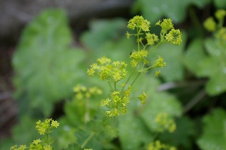 アラスカで出会った花たち_c0050906_1344244.jpg