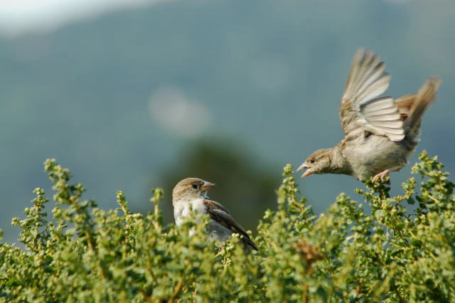 散歩みちの鳥たち_e0019918_13114814.jpg