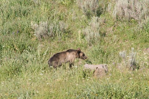 Yellowstone N.P & Grand Teton N.P-5日目-_f0017363_701457.jpg