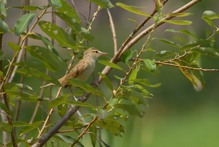 オオヨシキリ幼鳥_f0053272_14215386.jpg