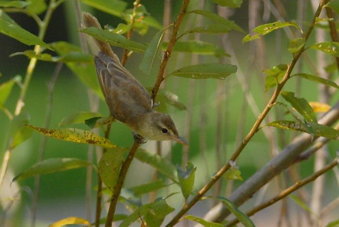 オオヨシキリ幼鳥_f0053272_1423325.jpg