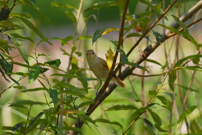 オオヨシキリ幼鳥_f0053272_14242331.jpg