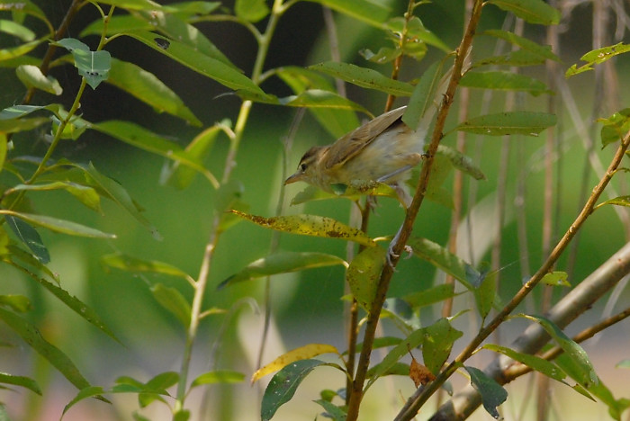 オオヨシキリ幼鳥_f0053272_14245315.jpg