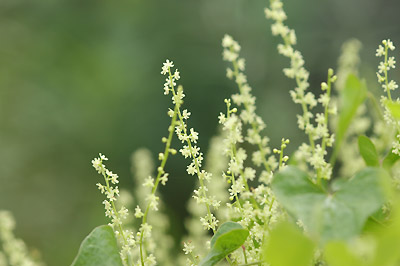 ある芋の花_c0026690_1611662.jpg