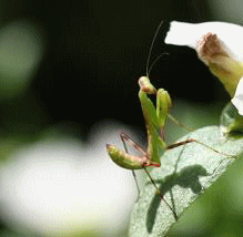 d0064990_14471710.gif