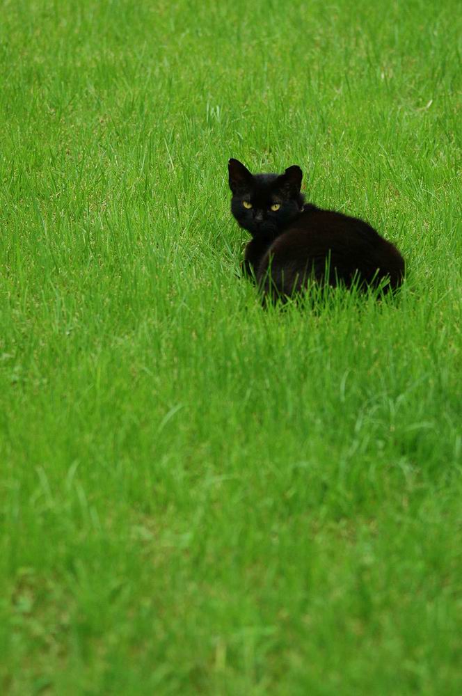 印象的な黒猫　板橋区高島平_a0078397_5361191.jpg