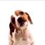 e0038719_84636.gif