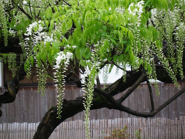 伝道句集　№２ 　H18/5/1５_d0081723_12473033.jpg