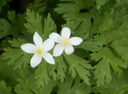 b0008526_9375065.jpg