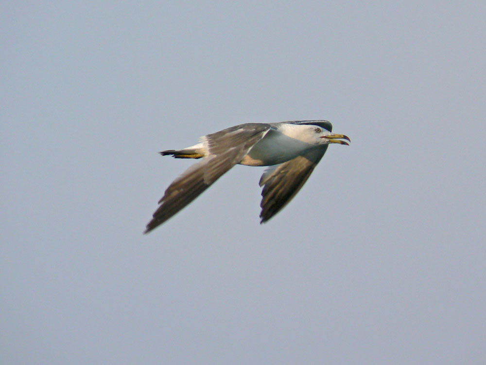 ちょっと怖い顔してます ウミネコ 気まぐれデジカメ写真