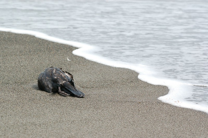 海鳥の死_f0083938_22244934.jpg