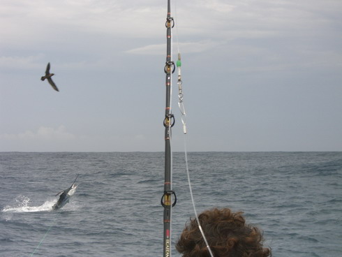 伊豆　式根島南に、黒潮の枝流が！　[カジキ マグロ トローリング]_f0009039_1110360.jpg