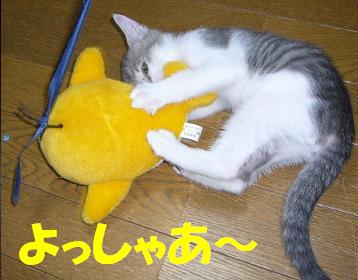 遊ぶ猫_f0002743_21461979.jpg