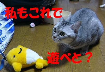 遊ぶ猫_f0002743_21464724.jpg