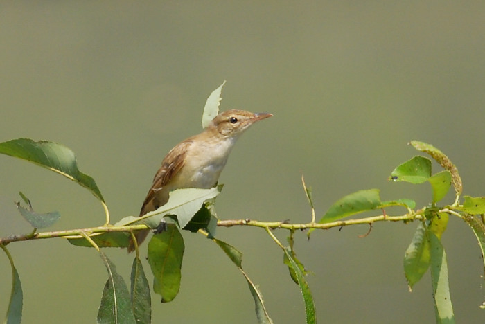 続いてオオヨシキリ幼鳥_f0053272_659185.jpg