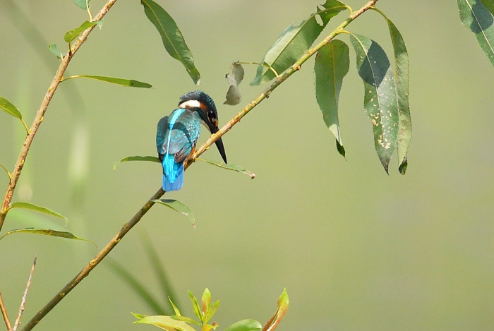 カワセミ幼鳥_f0053272_753739.jpg
