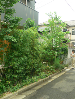 東京町家・9坪の家・・・1年後の緑の半透膜_b0014003_1724087.jpg