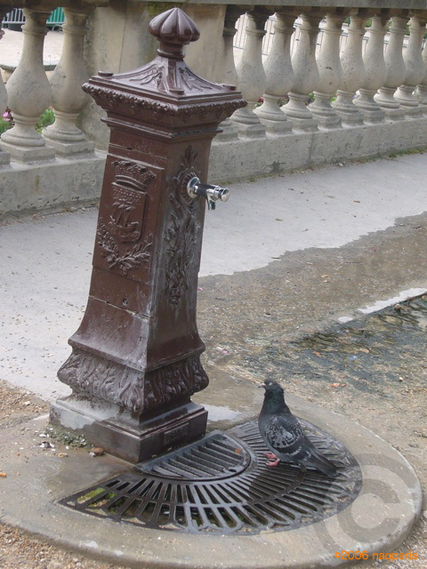 ■鳥インフルエンザ LA GRIPPE AVIAIRE・・・・_a0008105_139353.jpg