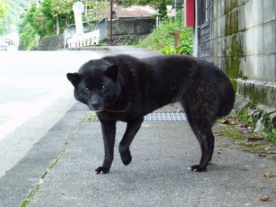 南アルプスの甲斐犬 その1 ペットなどの日記