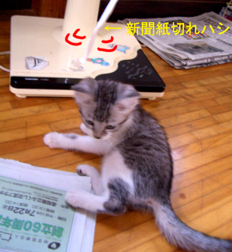 子猫の新聞紙遊び。_d0072715_21295738.jpg