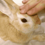 f0087248_12335346.gif