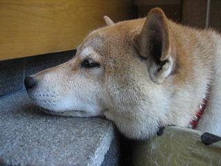 「暑い」の他に言葉はない。。。_c0049950_15235874.jpg