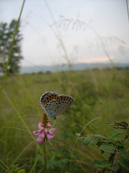 c0045352_16174667.jpg