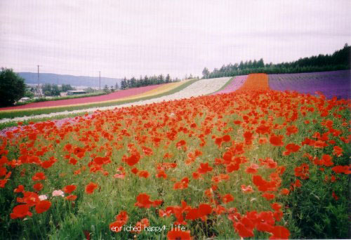 FARM TOMITA_d0076352_9543920.jpg