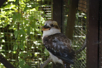 埼玉県こども動物自然公園_a0027275_1518502.jpg