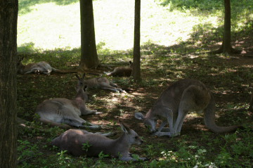 埼玉県こども動物自然公園_a0027275_15194334.jpg