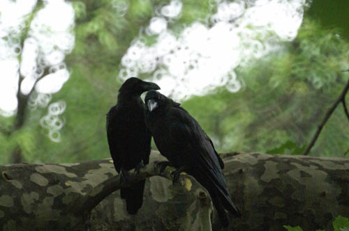 カラスなぜ鳴くの_a0083081_18191520.jpg