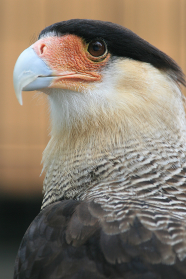 カラカラ 動物園写真館 カラカラ 動物園写真館
