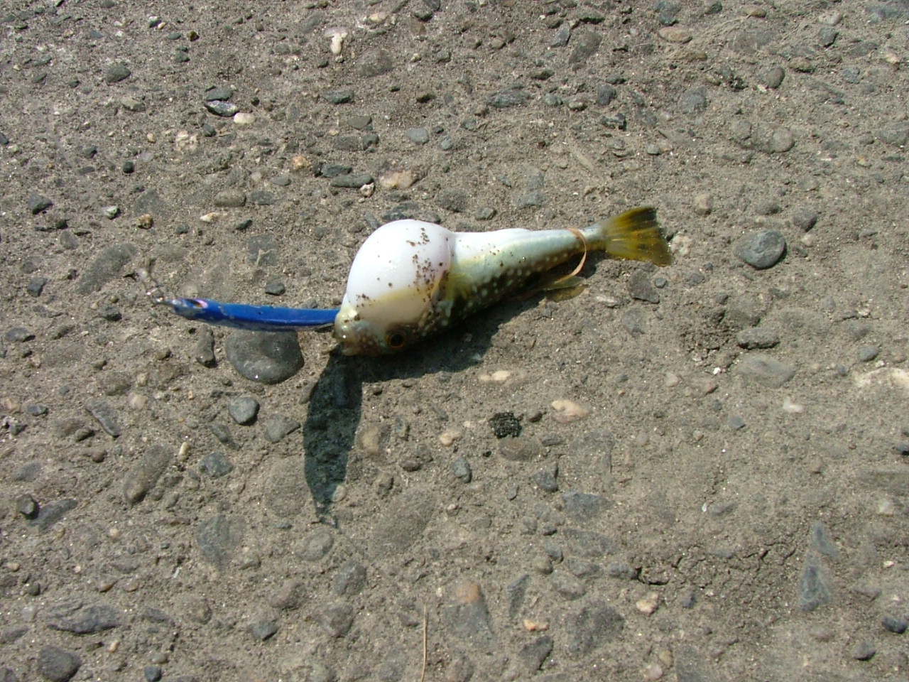 d0078105_112947100.jpg