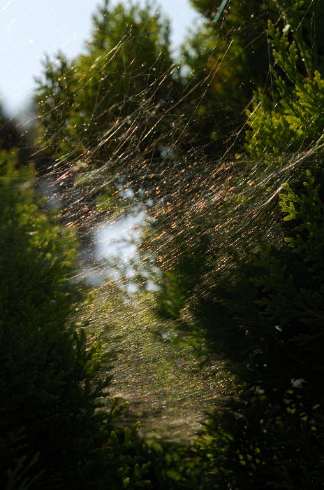 f0032011_1933697.jpg