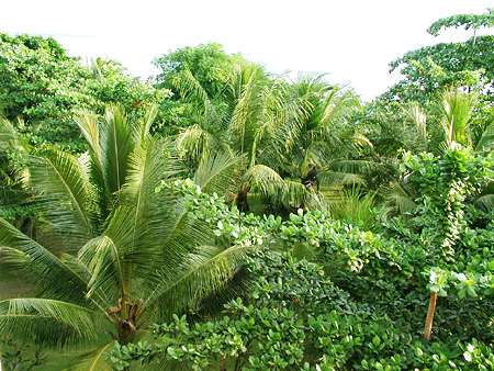 e0090124_9353660.jpg