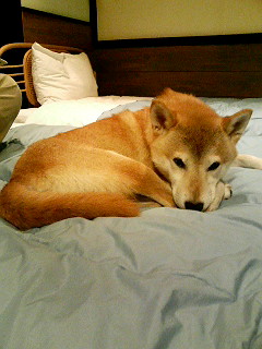 a0081330_17114640.jpg