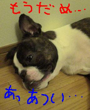 CBRが馴染んできましたやん！_f0056935_16581544.jpg
