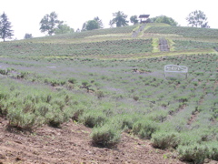 b0008064_18372428.jpg