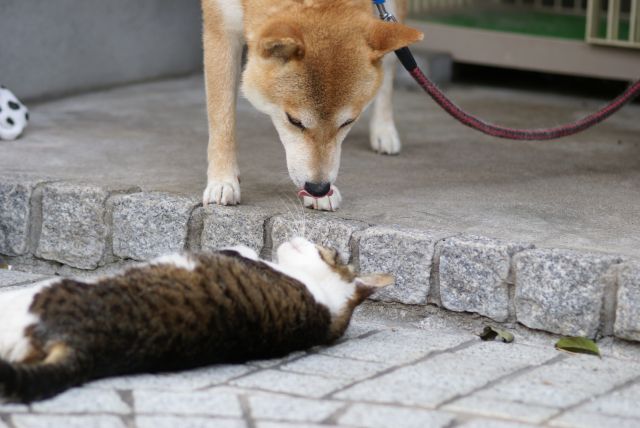 ねこ　ころん　～いぬ、かまってｗ～_d0079278_21221872.jpg