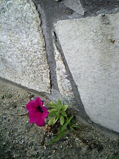 c0037701_21404535.jpg