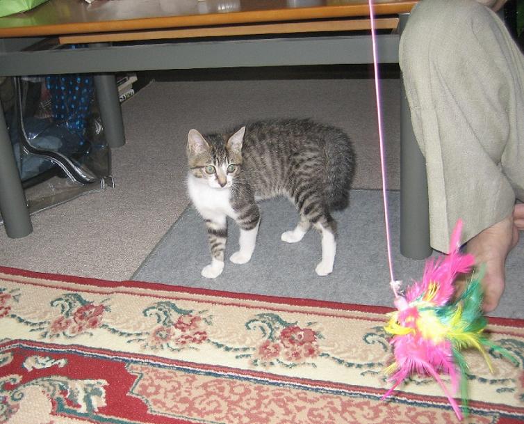 Flying Cat_b0019333_11175051.jpg