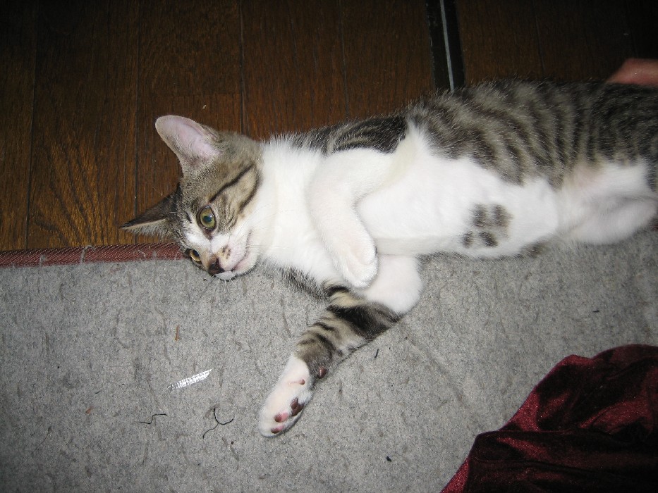 Flying Cat_b0019333_119293.jpg