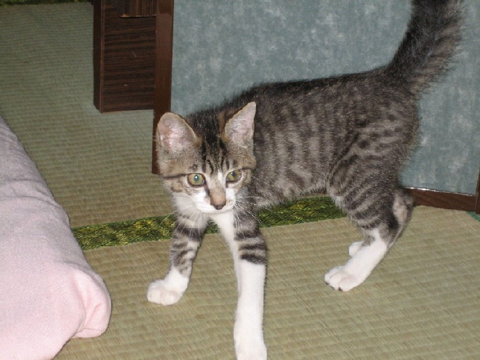 Flying Cat_b0019333_125656100.jpg