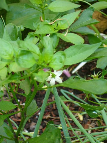 f0032635_22469.jpg
