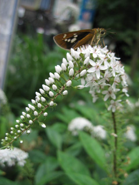 爽やか　森林浴　at Karuizawa　5_b0088037_21301061.jpg