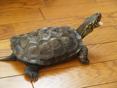 それまでのカメちゃん その10 カメちゃんは大あくびを抑えつつ洗面所に向かう 人類と亀ちゃんの共存を探る カメちゃんの戦略的日常 それまでのカメちゃん その10 カメちゃんは大あくびを抑えつつ洗面所に向かう 人類と亀ちゃんの共存を探る カメちゃんの戦略的日常