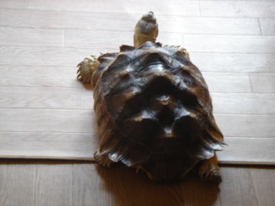 b0055276_0513331.jpg
