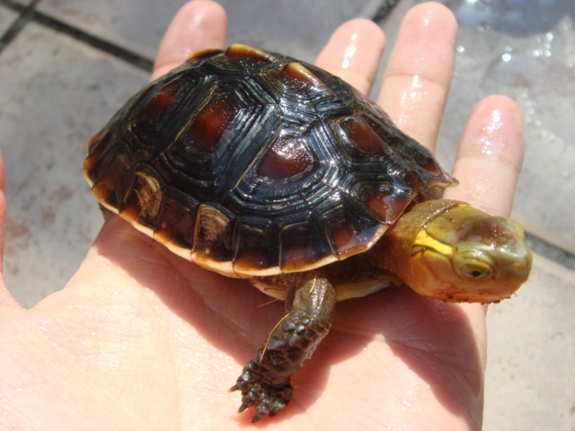 ハコガメを飼う前に