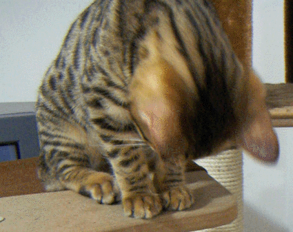 c0011300_12334852.gif